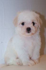 f24 Kawai Maltipoo Dog