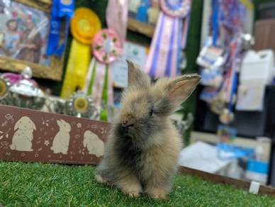 Arnab Teddy Bear Rabbit jrB