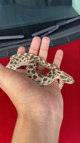 western hognose snake