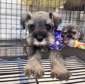 SCHNAUZER MINIATURE PUPPIES X70 🌻 雪纳瑞 Male