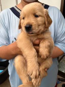 GOLDEN RETRIEVER PUPPIES M757 🌻  Cream / Gold