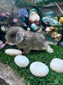 Holland lop