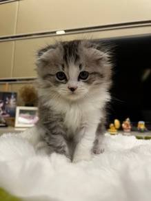 Ragdoll x Scottish Fold