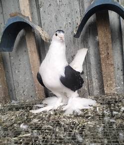 burung merpati Lahore hitam jantan 