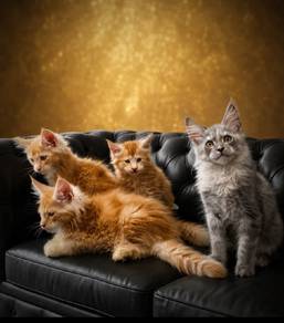 Maine Coon