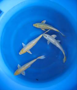 Japanese koi