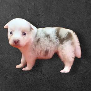 Border collie RED MERLE