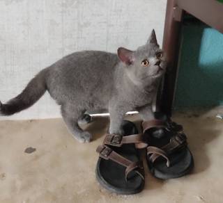 British short hair (BSH)