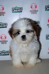 D19 Sweet Shih Tzu Puppy