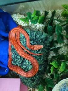 Corn Snake (Ular Jagung)