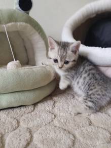 munchkin 