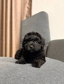 black poodle puppies 