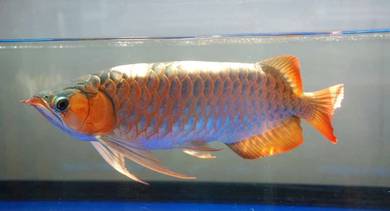 Chili red 20 inch high quality -wholesale price