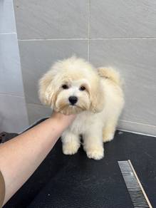 mix breed puppy