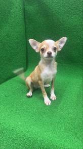 Male Chihuahua Puppy Red white