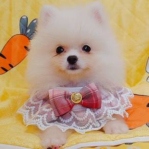 Pomeranian