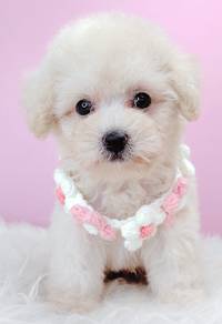 Poodle