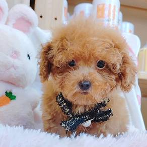 Poodle