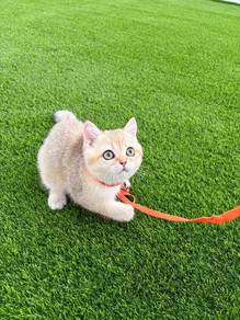 Kitten Bsh golden female good quality