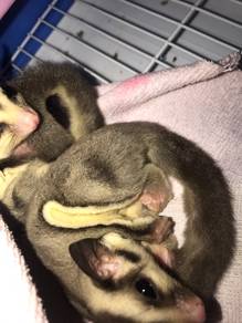 sugar glider untuk dijual