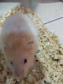 Hamster sekali jual