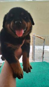Rottweiler puppies for sale got mka cert