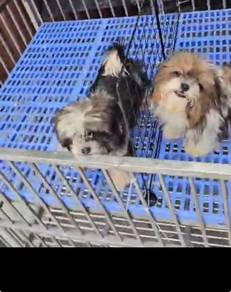 Shih Tzu puppy