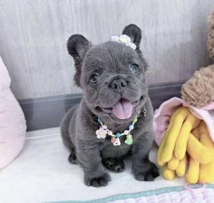 FRENCH BULLDOG PUPPIES 🌻VIP168 Long Fur / Girl