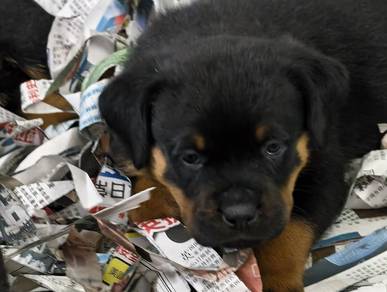 Rottweiler puppy
