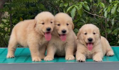GOLDEN RETRIEVER PUPPIES M766 🌻 黃金獵犬 Cream / Gold