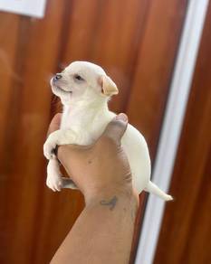 chihuahua