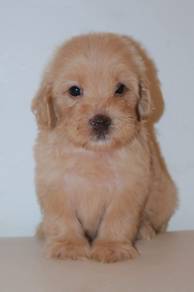 J0027 Cockapoo Cute Curly Hair Baby Face Dog