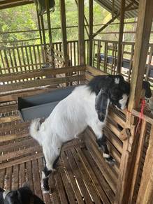 Kambing Jate cukup umur