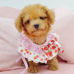 Poodle