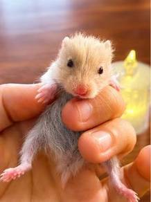 Syrian Long Hair Hamster (Beige White Color)