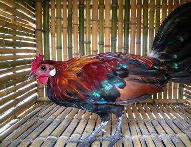 Ayam hutan