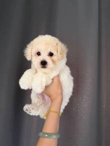 Tiny Poodle Home Breed