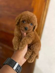 poodle ~5