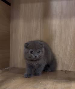Scottish Fold Kitten Cat
