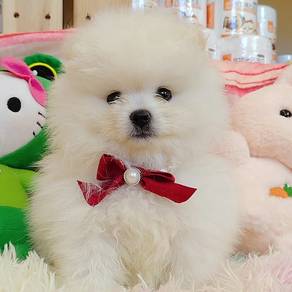 Pomeranian