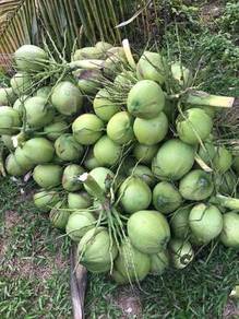 Fresh Pandan Coconut / Segar Kelapa Pandan