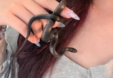 Premium Mexican Black King Snake