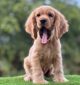 Cocker's Spaniel 013