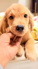 Male Pure Golden Retriever