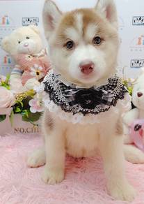 Wooly Husky
