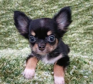 CHIHUAHUA PUPPIES VIP171 🌷Head Apple Cute Dog