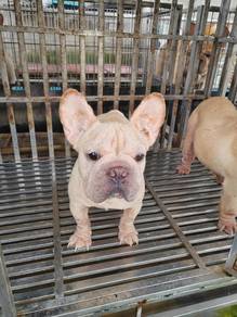 French bulldog