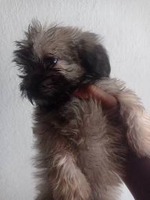 shihpoo puppies 