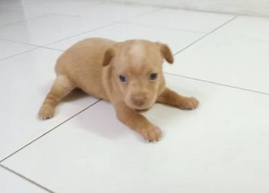 4 weeks old female miniature pinscher 