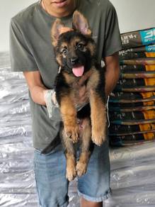 Big Bone German Sherpherd Puppy🐕‍🦺
